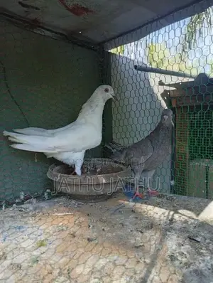 Pigeon