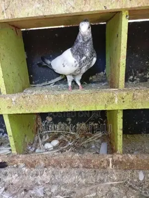 Pigeon