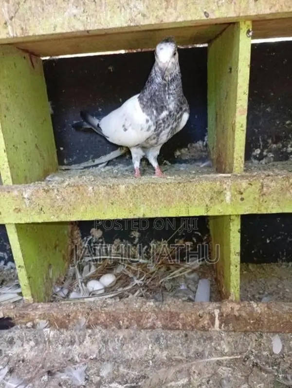 Pigeon