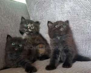 Persian Cats