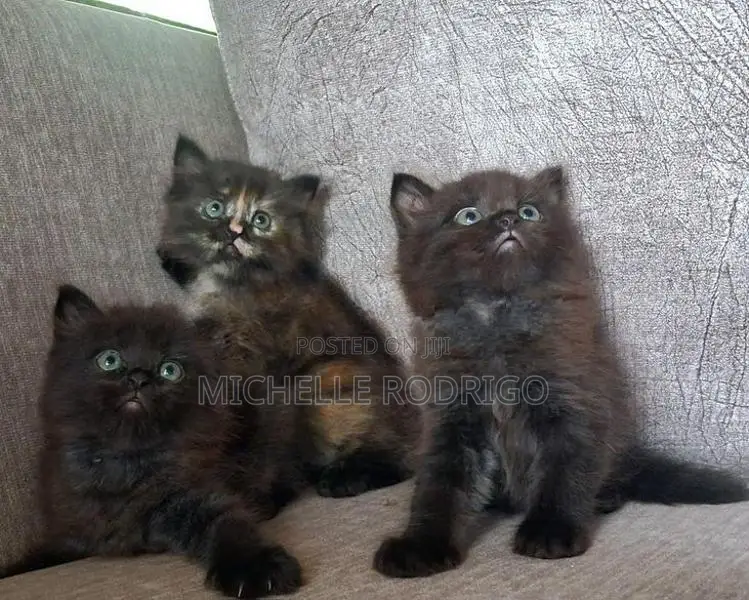 Persian Cats