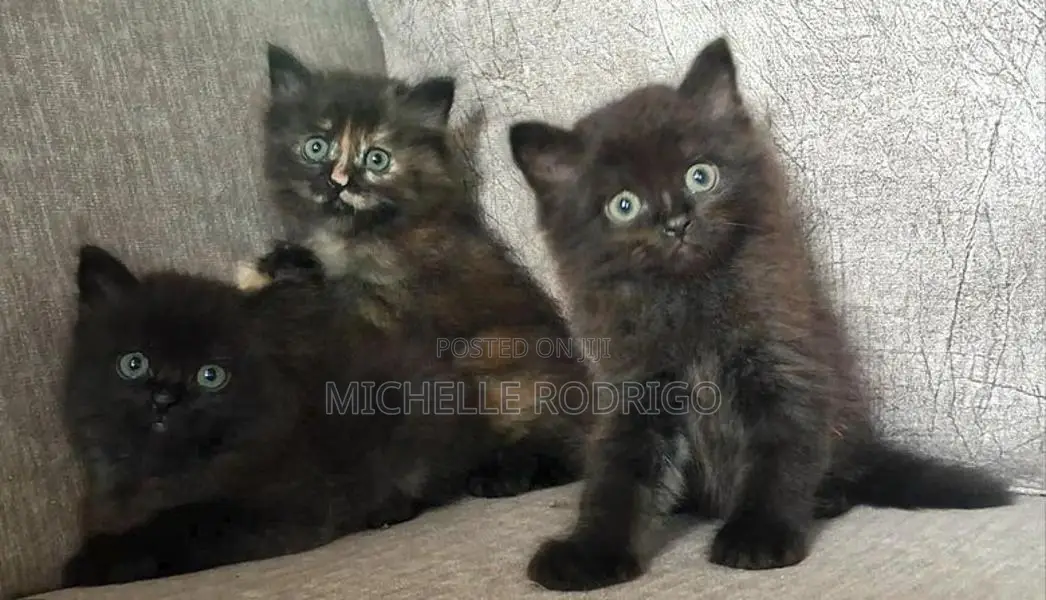 Persian Cats