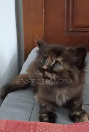 Persian Cats