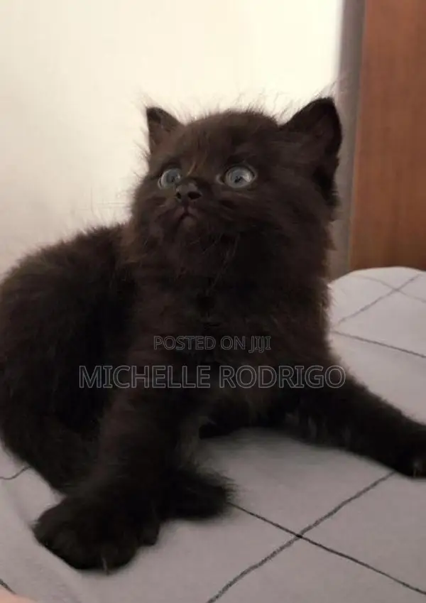 Persian Cats