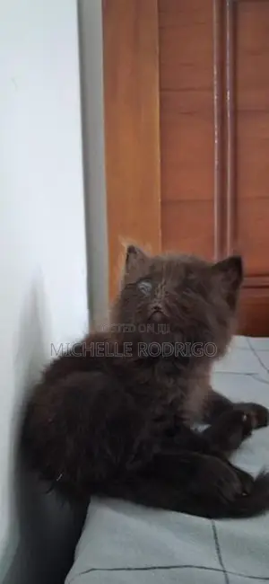 Persian Cats