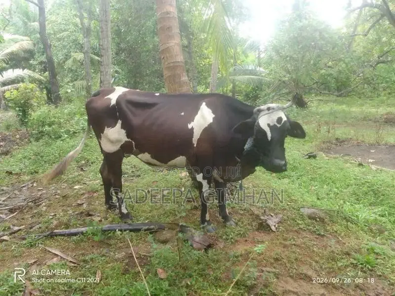 Kiri Harak
