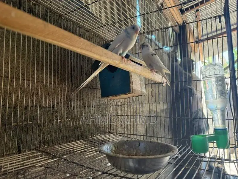 Love Birds