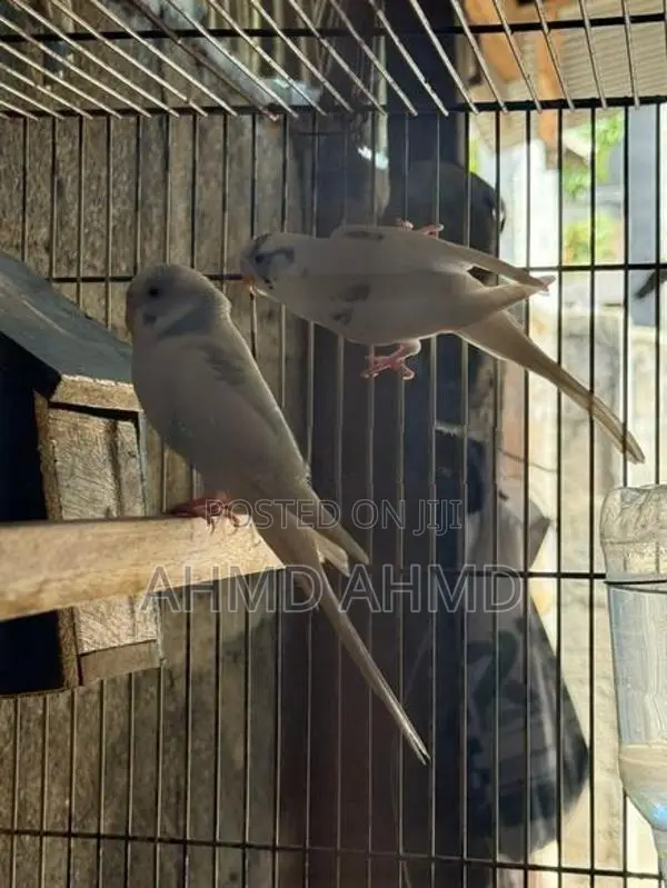 Love Birds