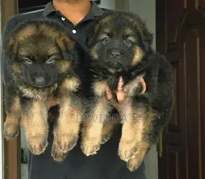 German Shepherd Puppies