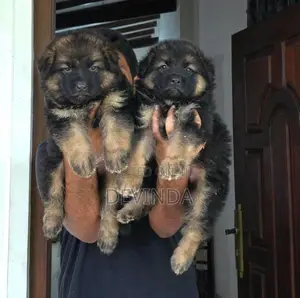 German Shepherd Puppies
