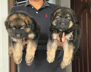 German Shepherd Puppies