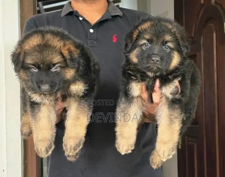 German Shepherd Puppies