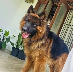 German Shepherd Puppies
