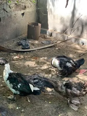 Ducks