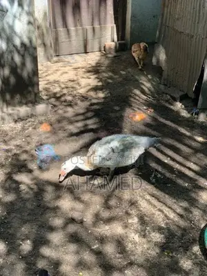 Ducks
