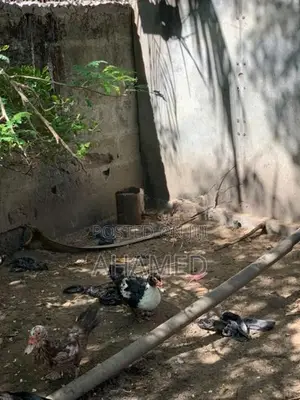Ducks