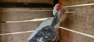 Roosters