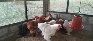 Roosters