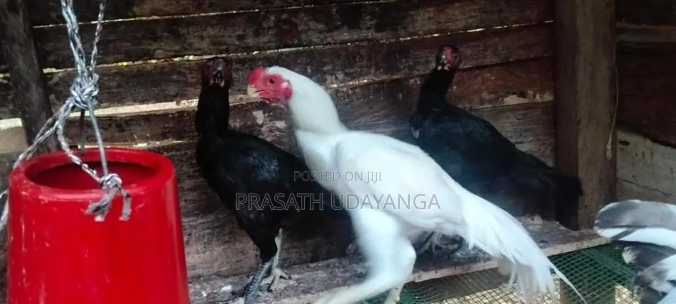 Roosters