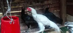 Roosters