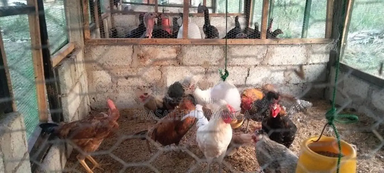 Roosters