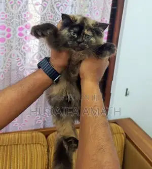 Fluffy Persian-Type Cat