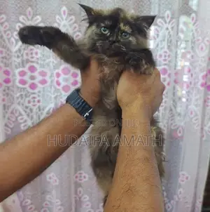 Fluffy Persian-Type Cat