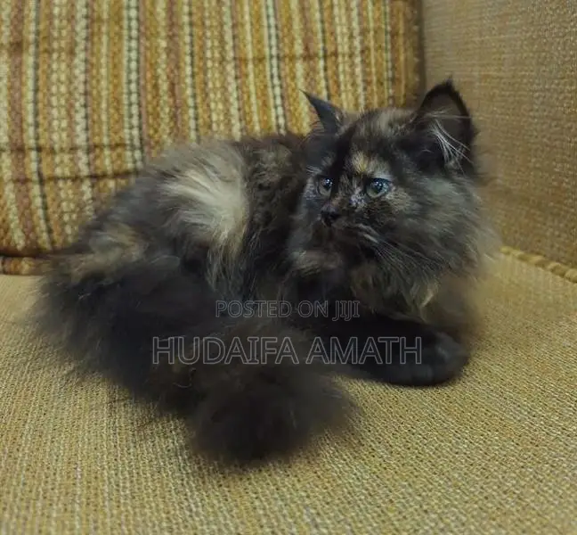 Fluffy Persian-Type Cat