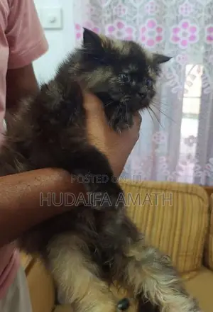 Fluffy Persian-Type Cat