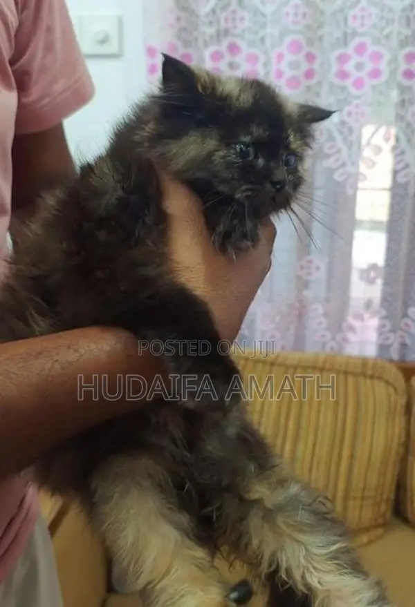 Fluffy Persian-Type Cat