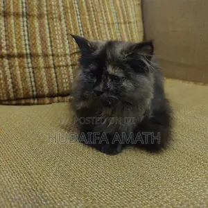 Fluffy Persian-Type Cat