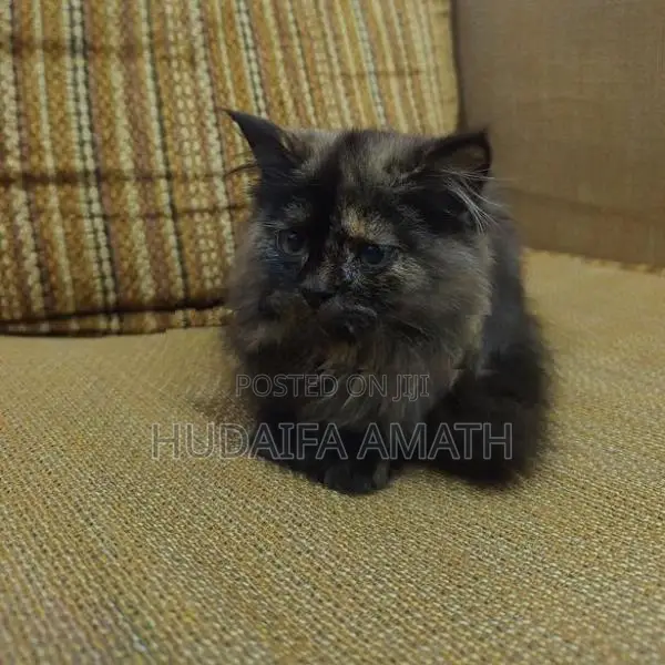Fluffy Persian-Type Cat