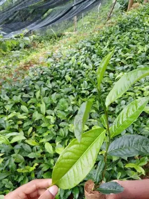 තේ පැල Tea Plants