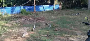 காணி விற்பனை(கல்வியங்காடு.யாழ்ப்பாணம்)