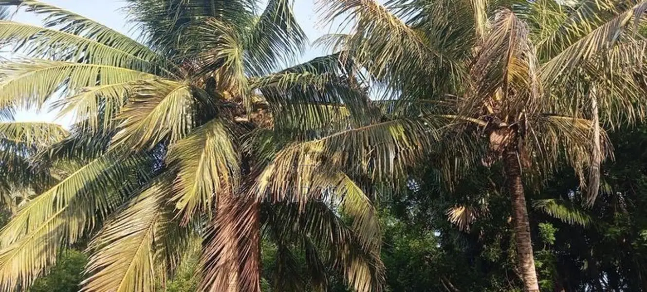 காணி விற்பனை(கல்வியங்காடு.யாழ்ப்பாணம்)