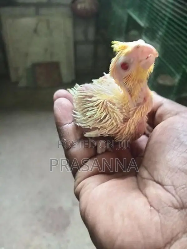 Cockatiel Chick