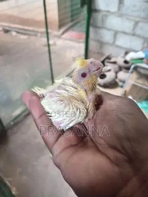 Cockatiel Chick