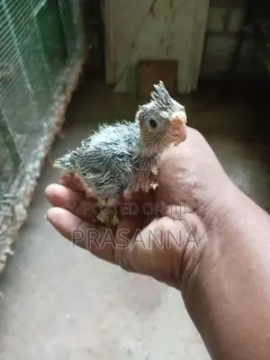 Cockatiel Chick