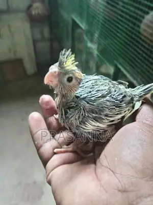 Cockatiel Chick