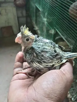 Cockatiel Chick
