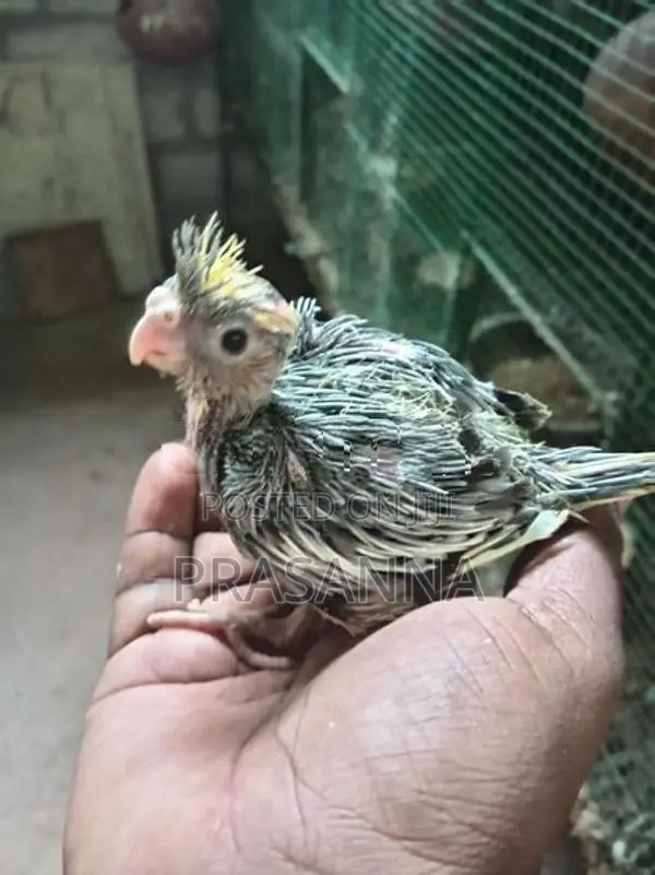 Cockatiel Chick