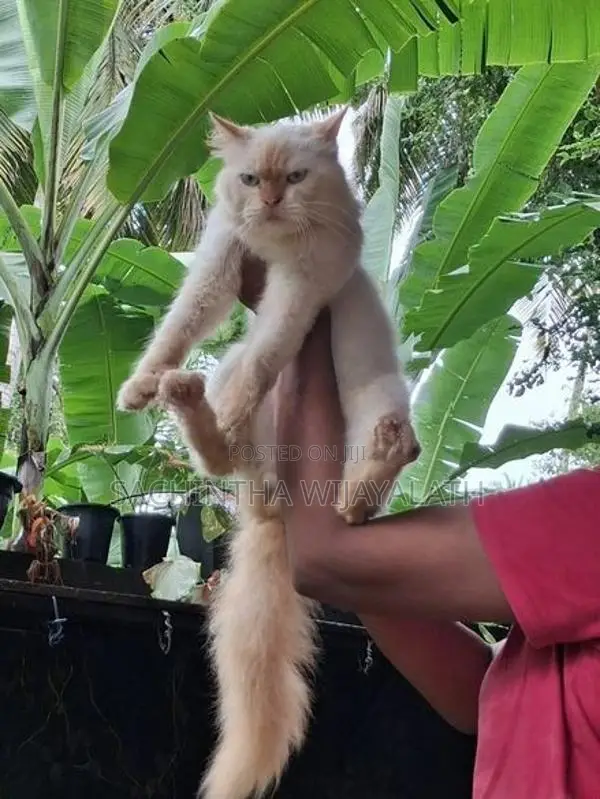Persian Cat
