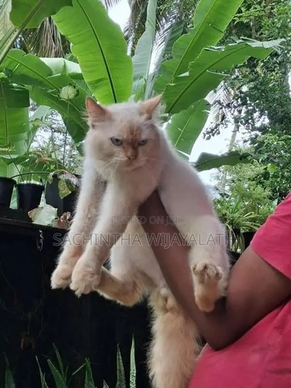 Persian Cat