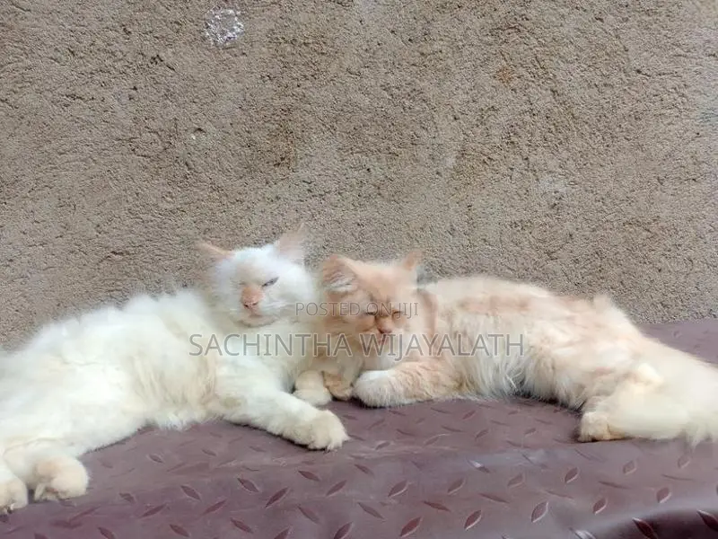 Persian Cat