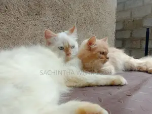 Persian Cat