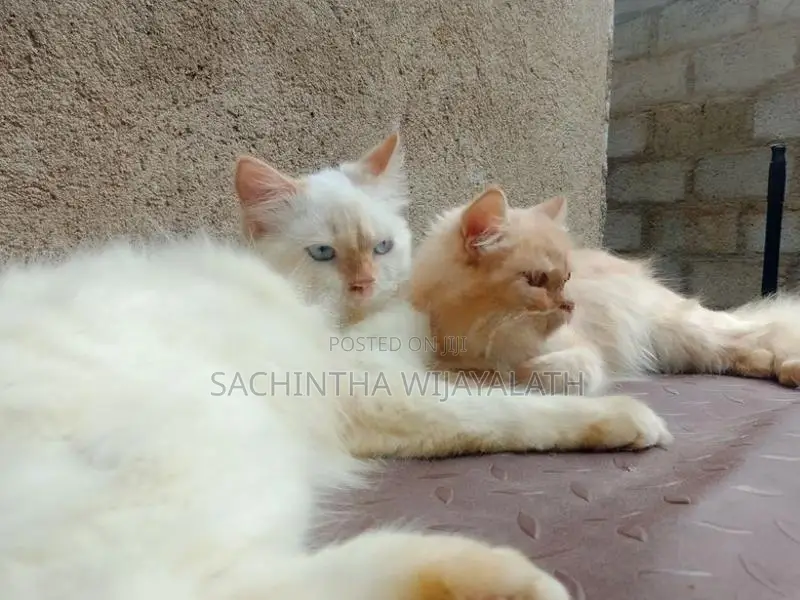 Persian Cat