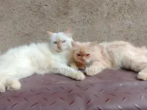 Persian Cat