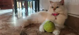 Persian Cat Female