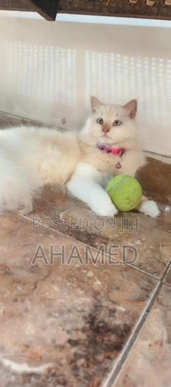 Persian Cat Female