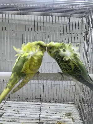 Helicopter Budgie